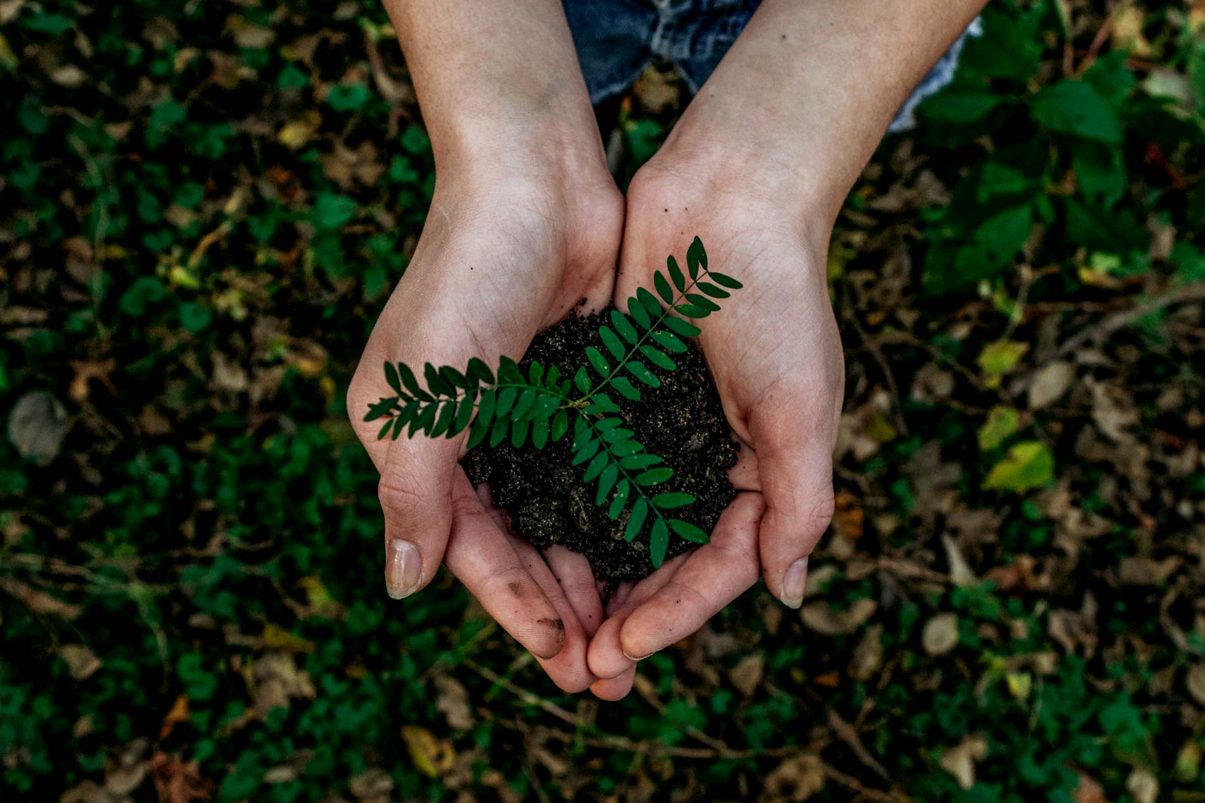 hands and leaves